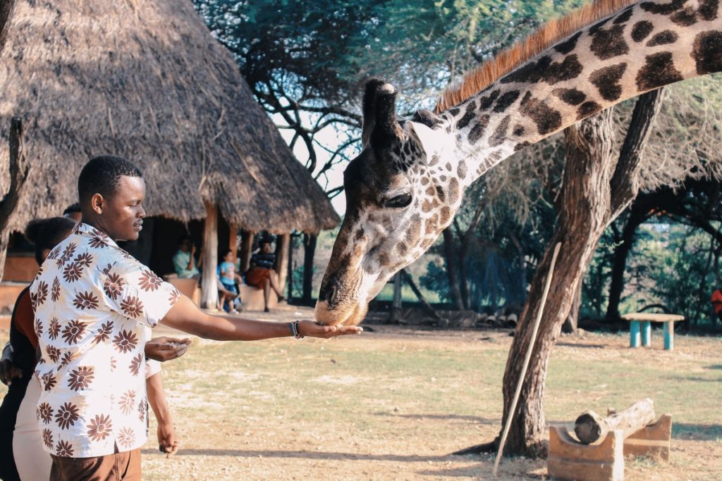 feeding a giraffe