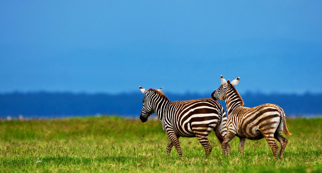 two zebras walking on the grass